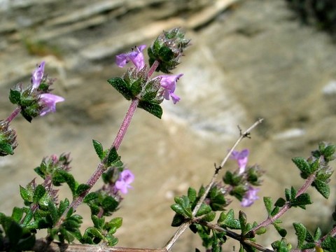 huiles essentielles Tinos