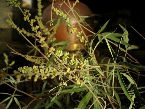 huiles essentielles Tinos